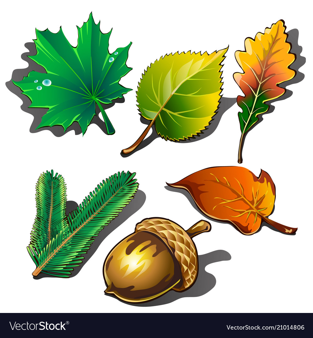 A collection of leaves different trees and ripe Vector Image