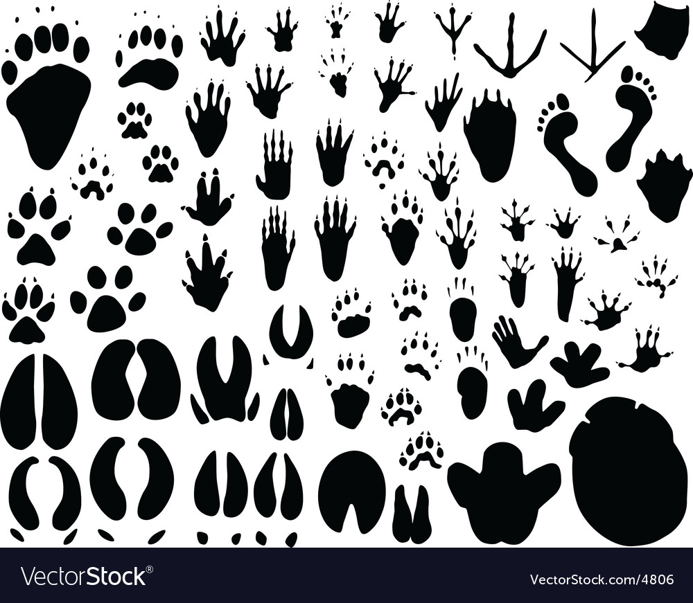 Download Animal tracks Royalty Free Vector Image - VectorStock