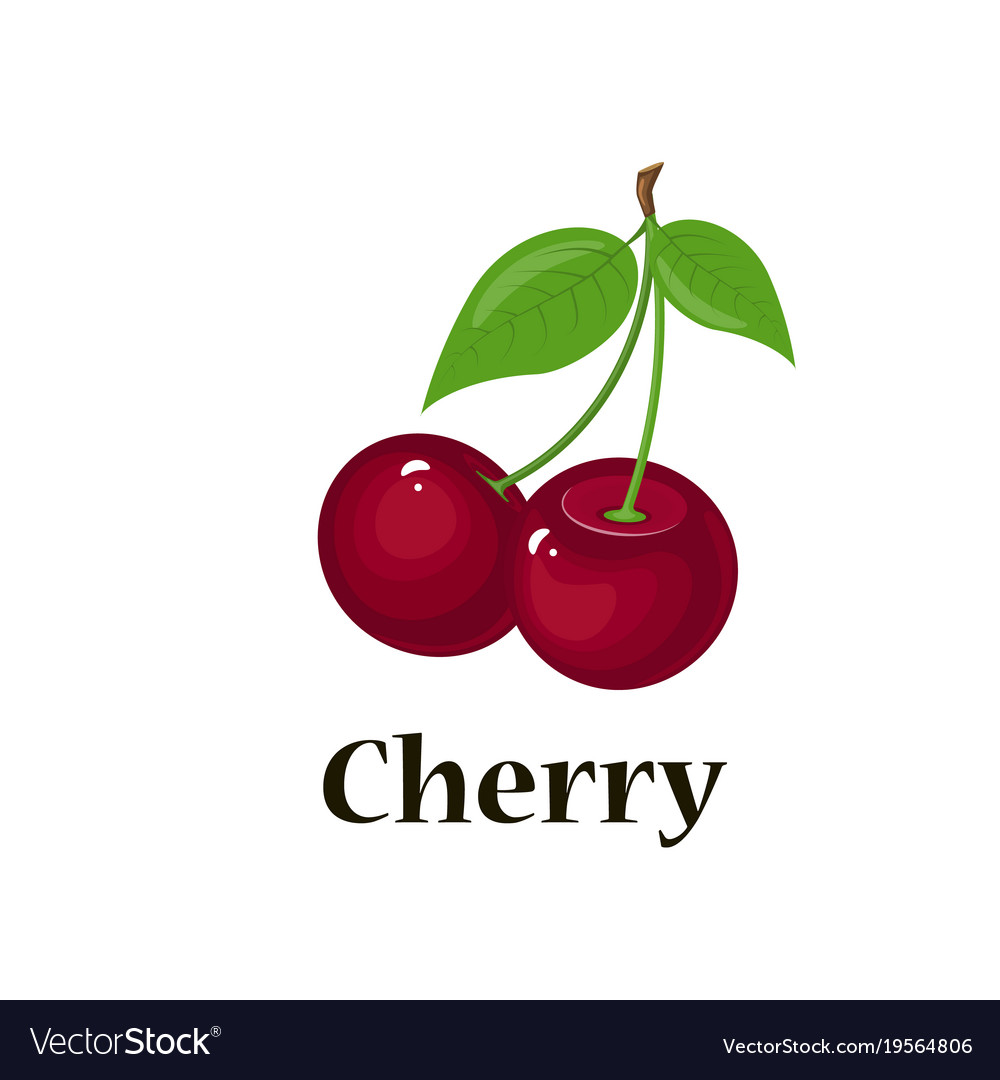 Pair of cherries isolated Royalty Free Vector Image