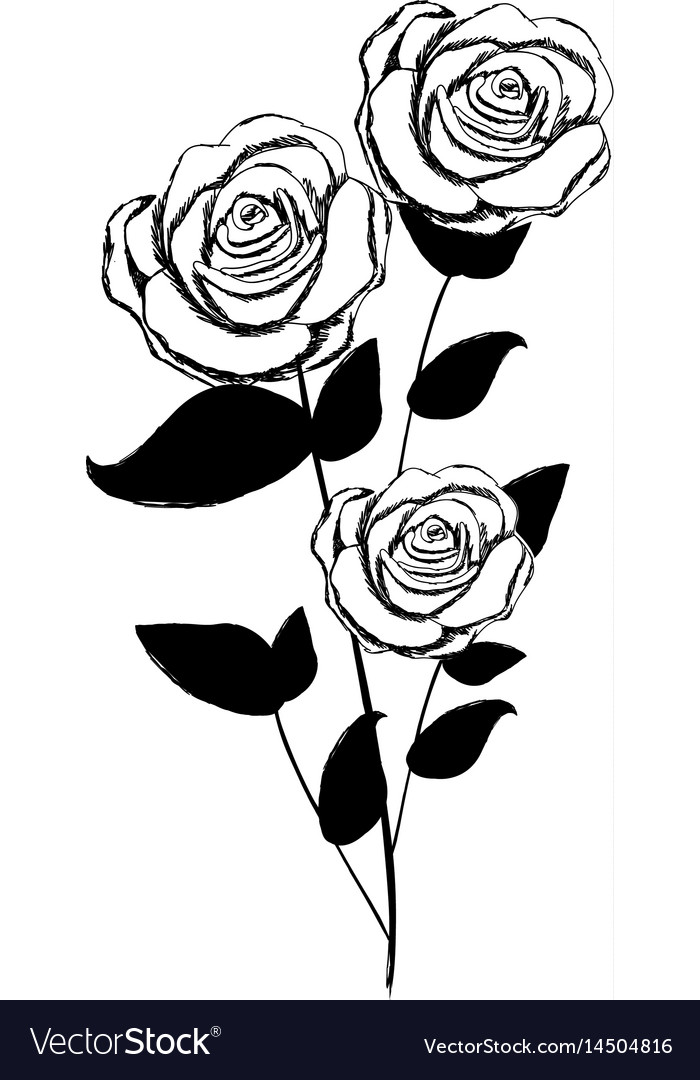 Monochrome sketch with plant of roses leaves