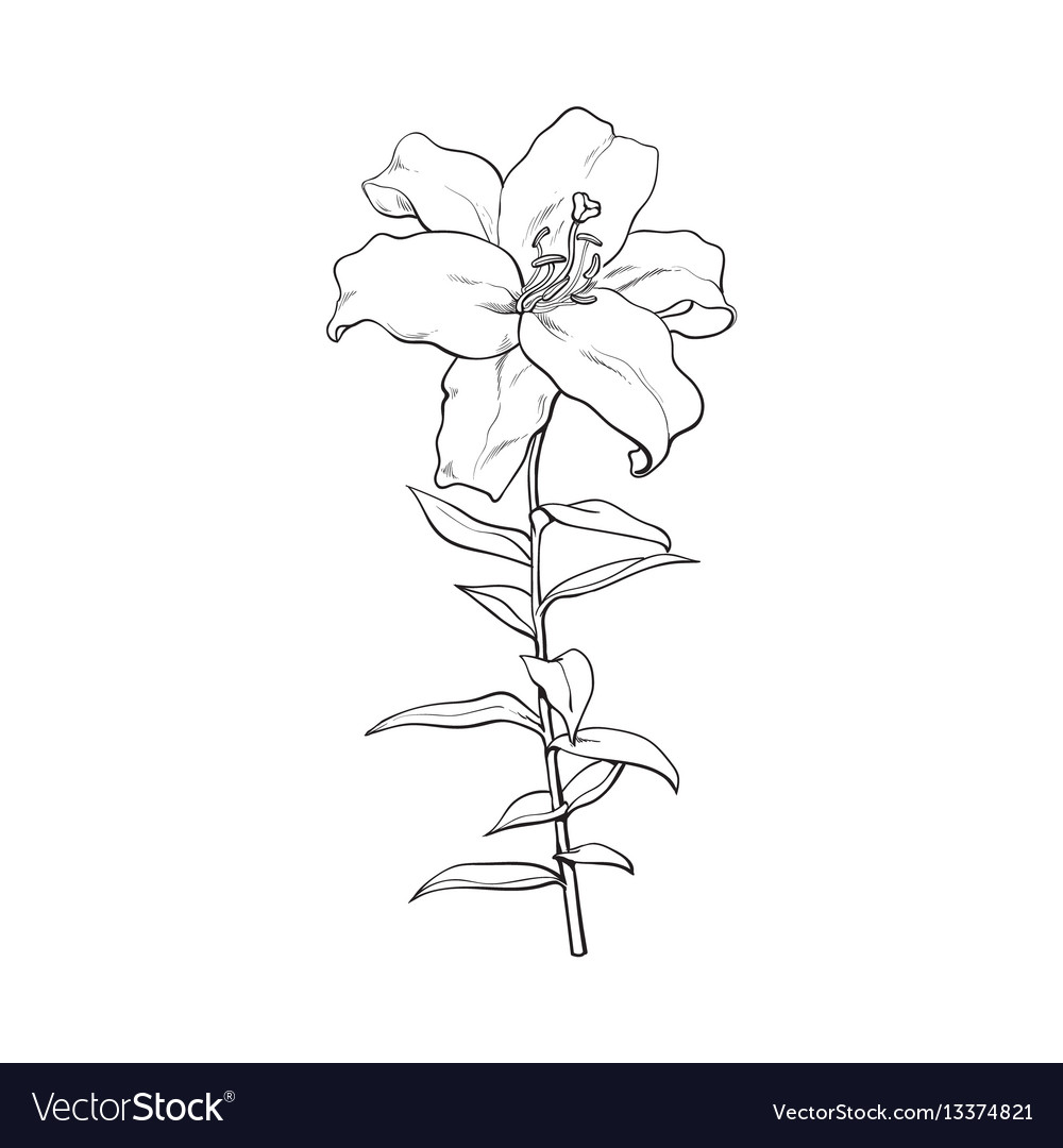 Single white lily flower with stem and leaves Vector Image