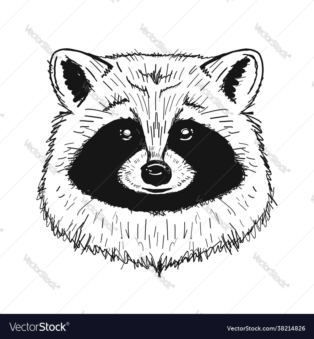 Funny racoon face isolated on white