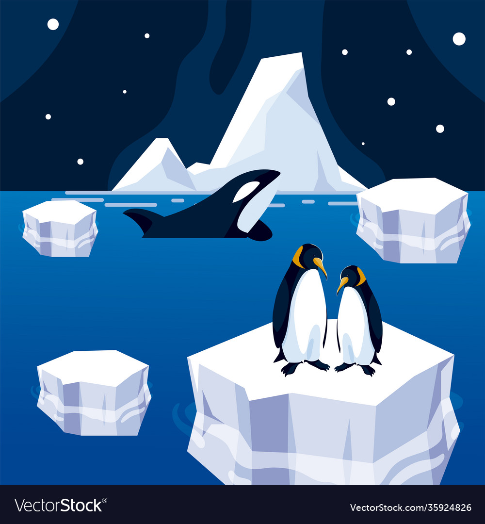 Penguin on iceberg and orca whale sea north pole Vector Image