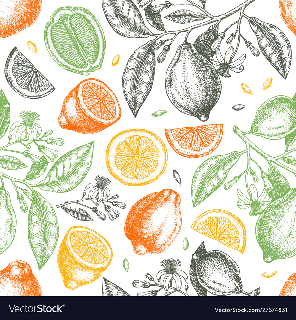 How to Grow and Use Citrus Fruits Flowers and Foliage Citrus