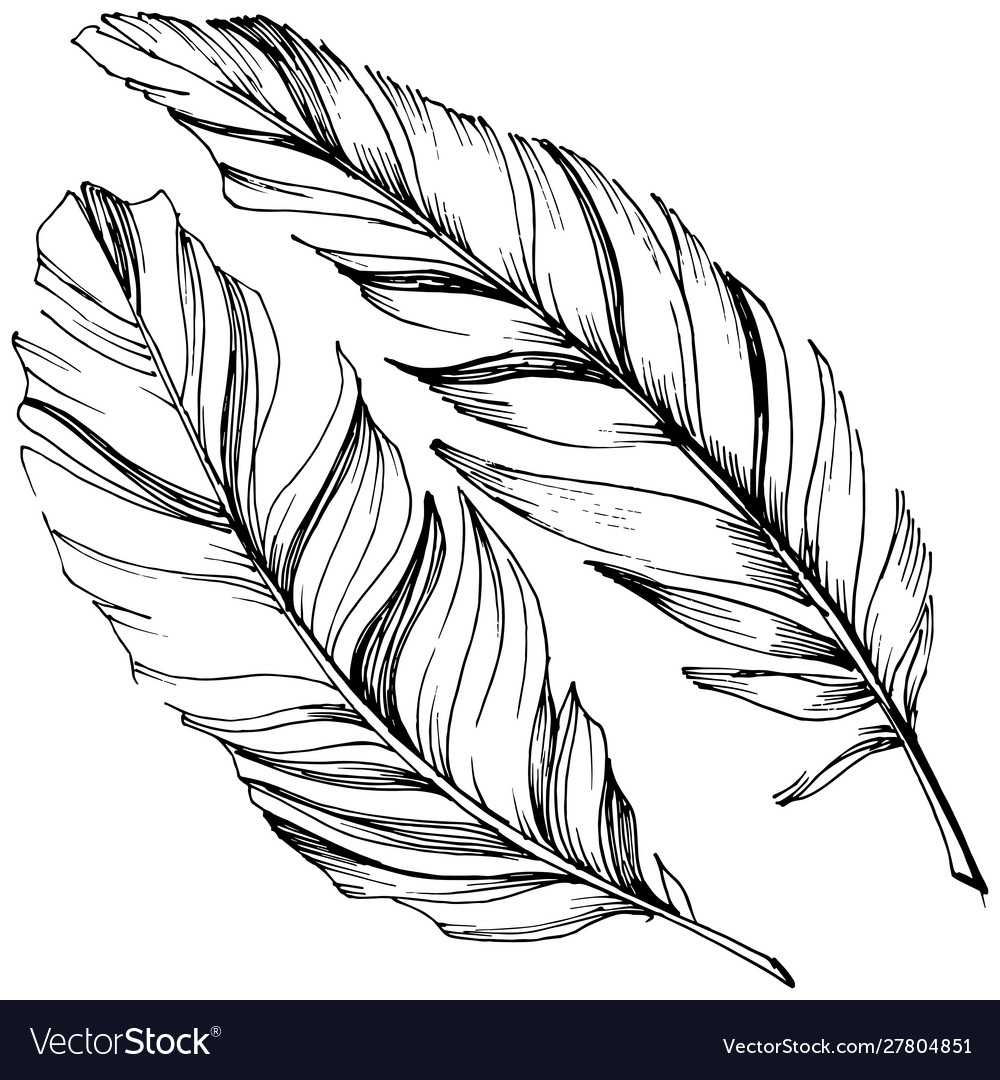 Bird feather from wing isolated Royalty Free Vector Image