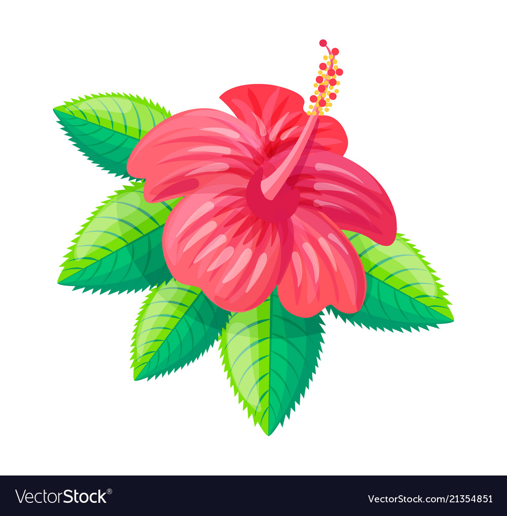 Hibiscus flower tropical style Royalty Free Vector Image