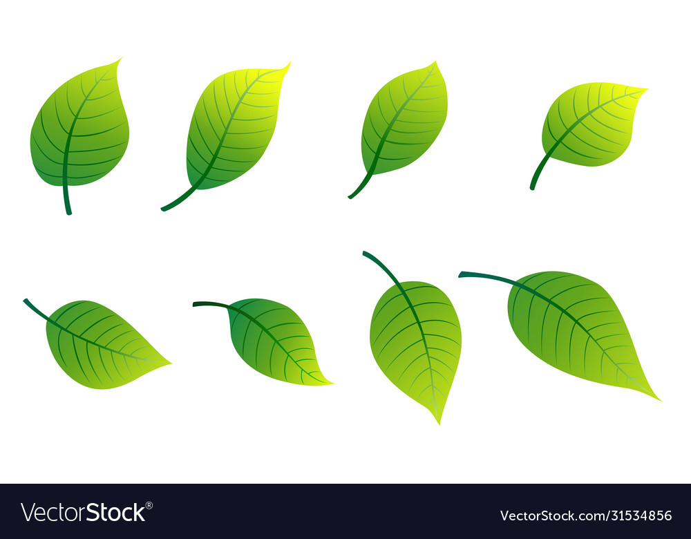 Green leaves have a white background vector image Green leaves have a white background