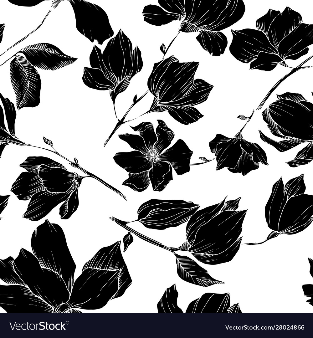 Magnolia floral botanical flowers black vector image Magnolia floral botanical flowers black