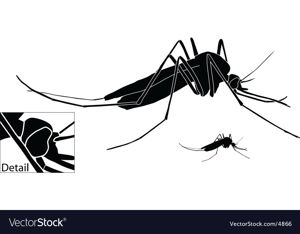 Mosquito