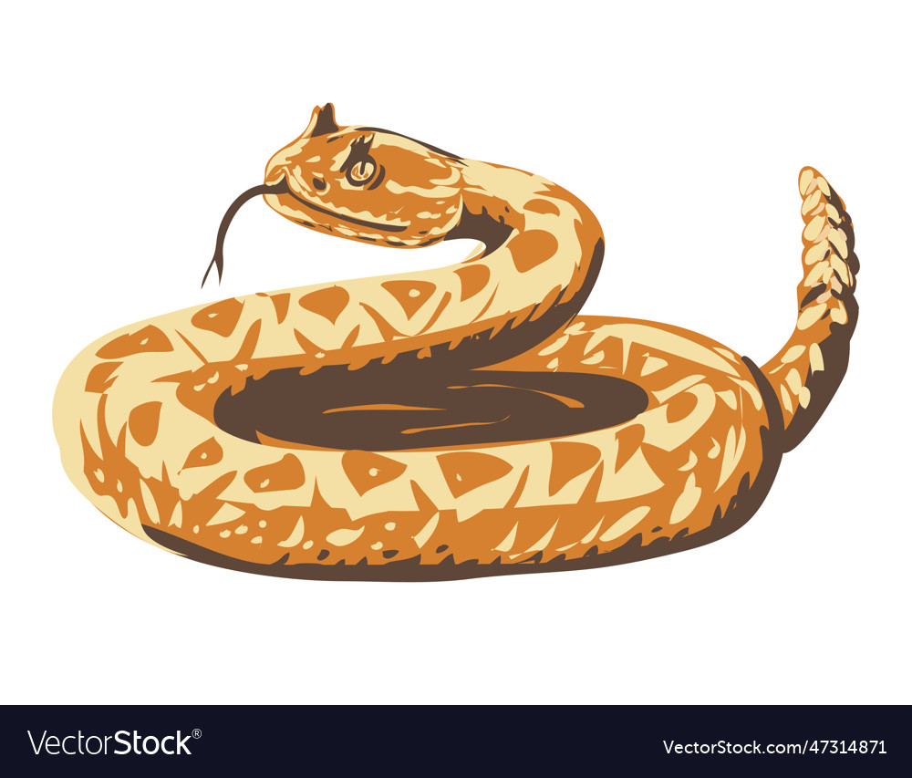 Western diamondback rattlesnake curled up wpa Vector Image