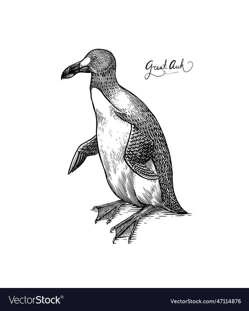 Great auk flightless alcid penguin extinct Vector Image