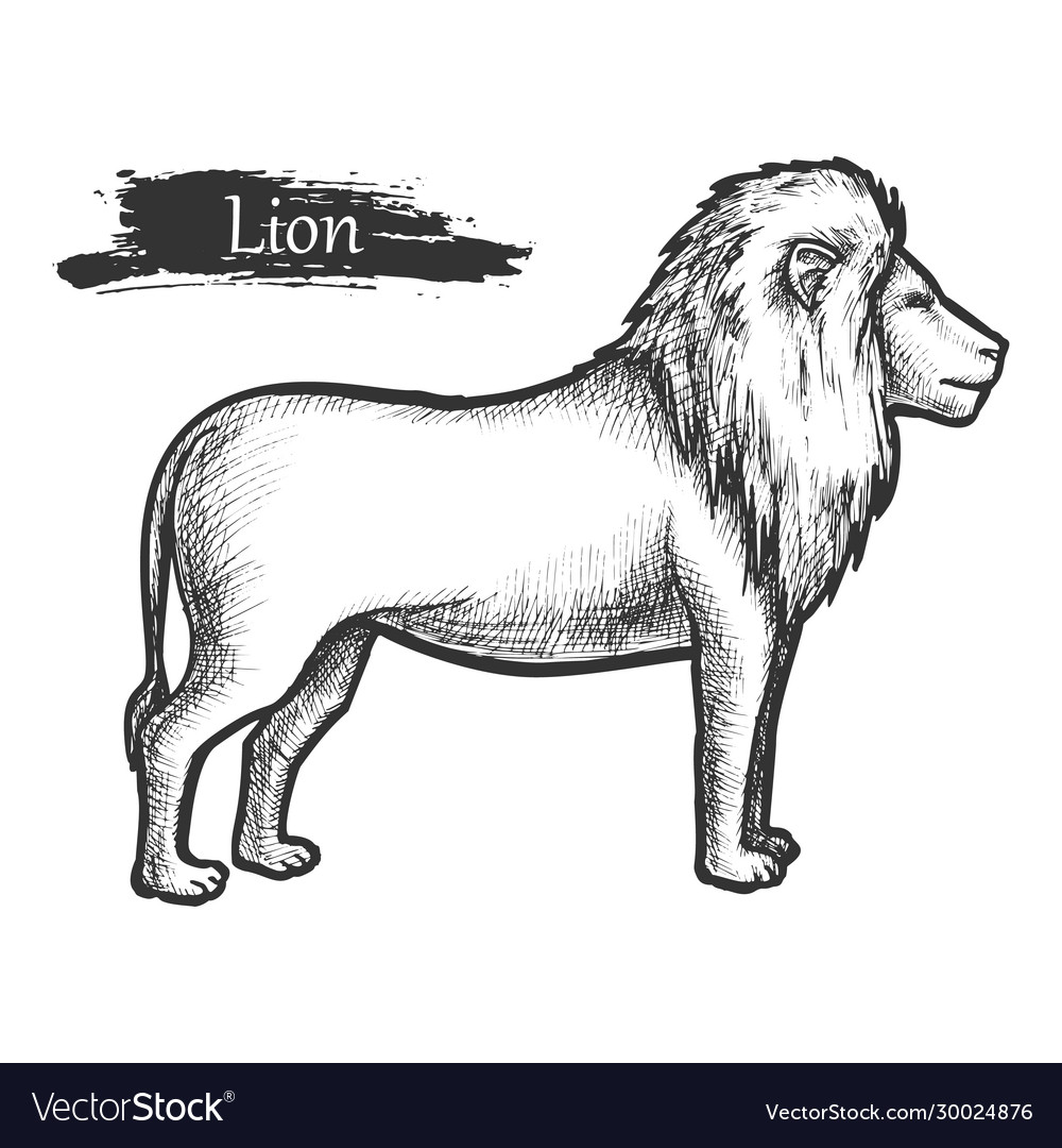 How to Draw a Lion for Kids  Easy Drawing Tutorial