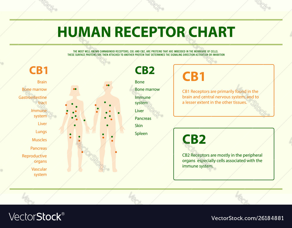 Human receptor chart horizontal infographic Vector Image