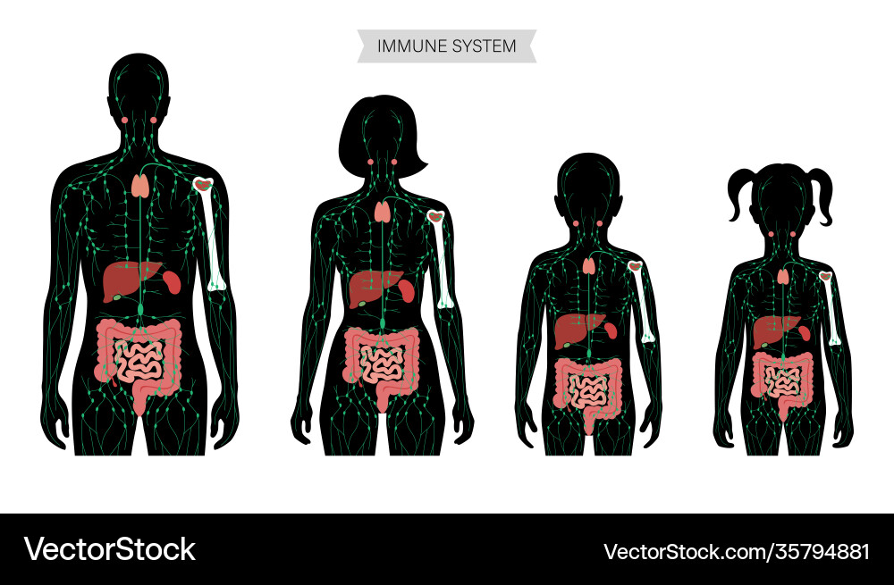 Lymphatic system concept Royalty Free Vector Image