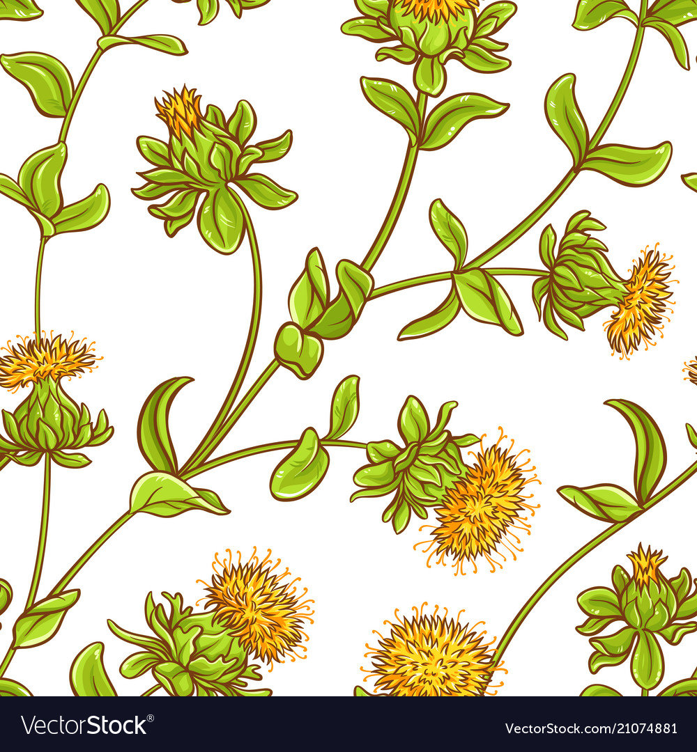 safflower plant pattern royalty free vector image safflower plant