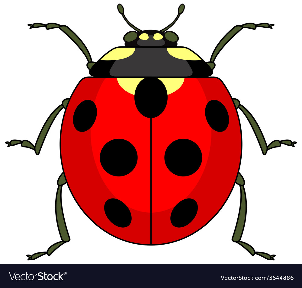 Ladybug