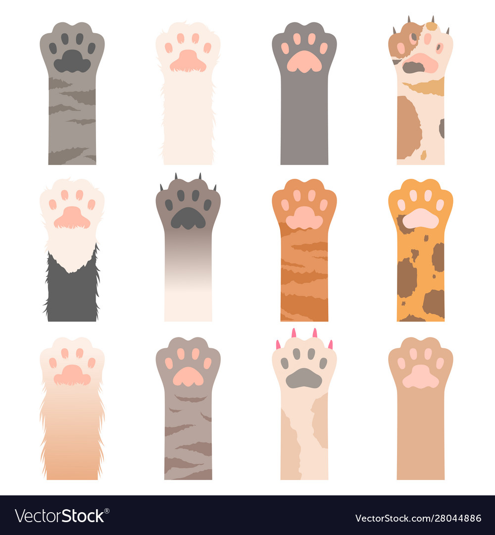 Paw cats cute animals hands wild cats claws Vector Image