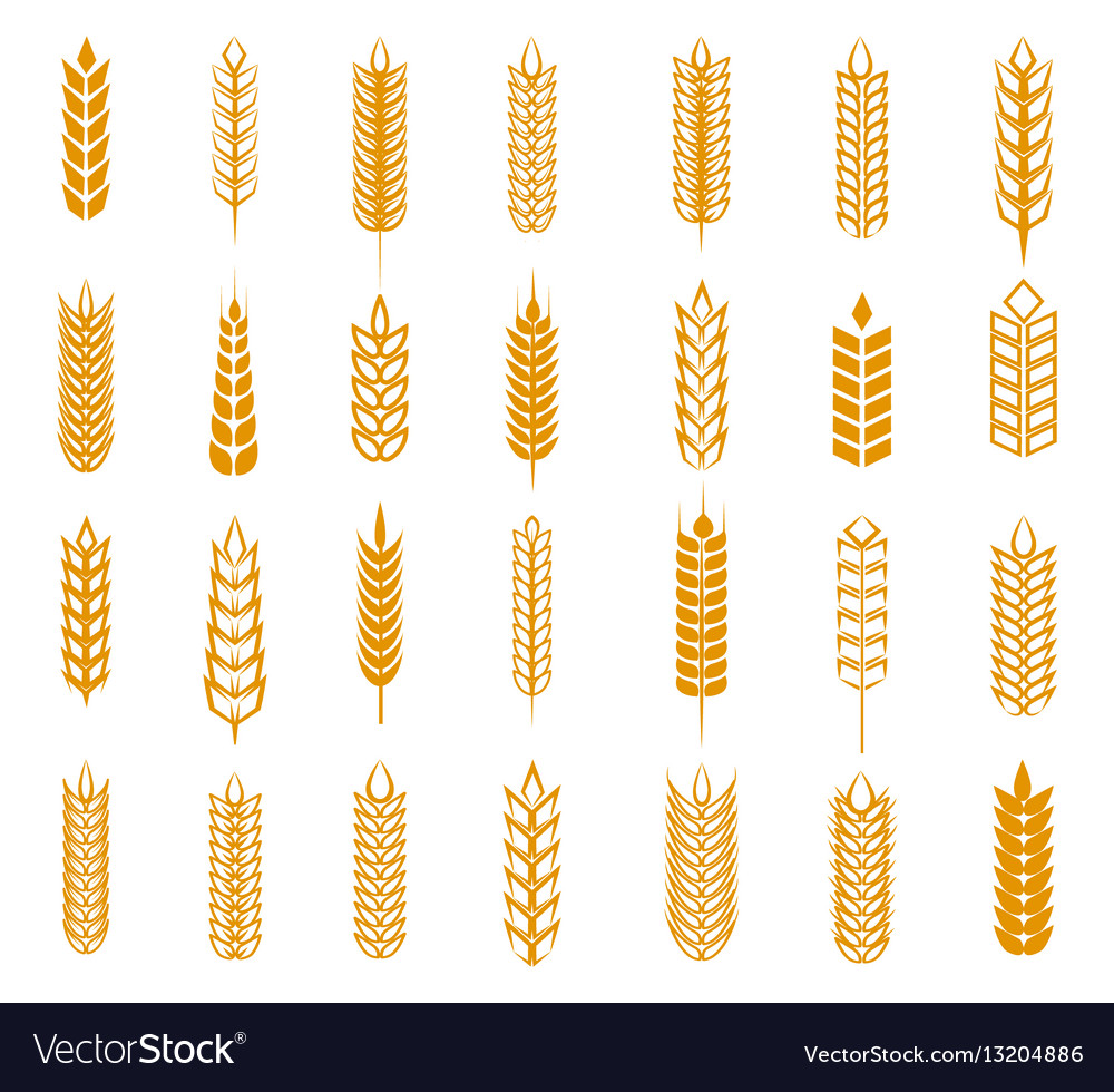 Wheat rye and barley ear set Royalty Free Vector Image