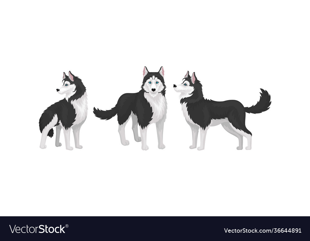 Black and white siberian husky as medium-sized