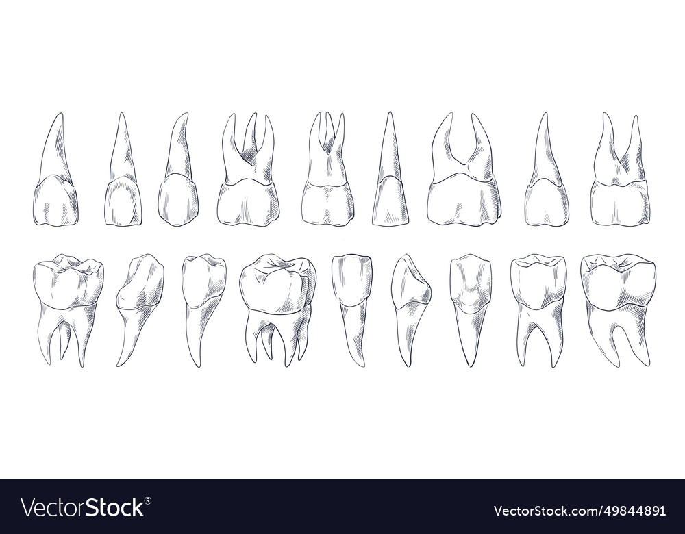 Teeth sketch hand drawn different types of human Vector Image