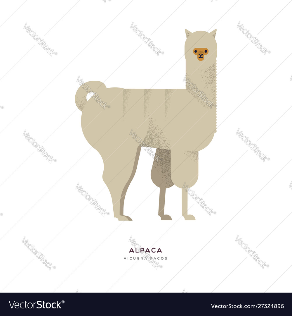 Alpaca Wild Zoo Animal On Isolated Background Vector Image