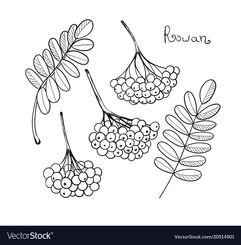 Black liner set rowan tree isolated elements