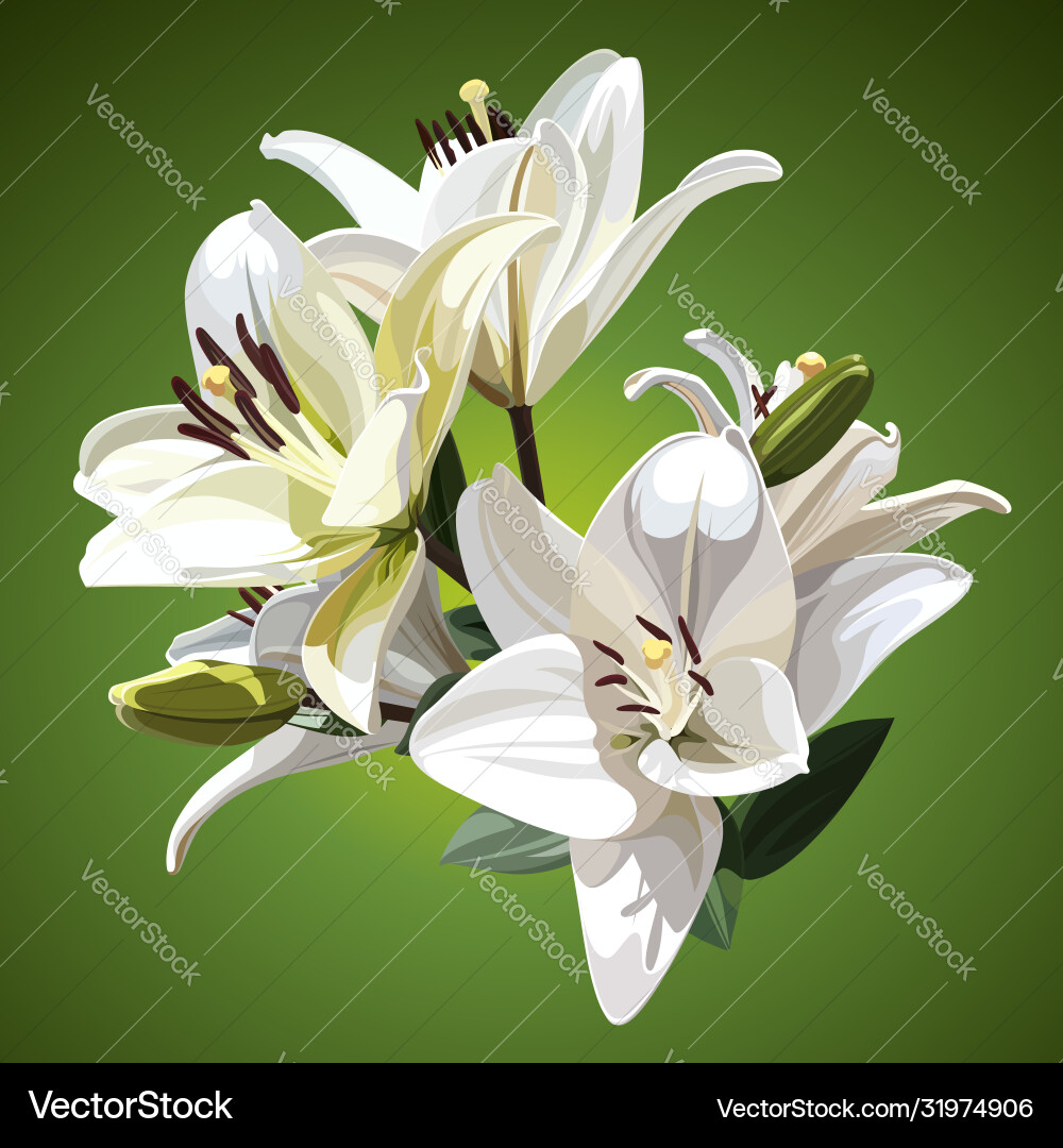 White Flowers Lily Madonna Lily Royalty Free Vector Image