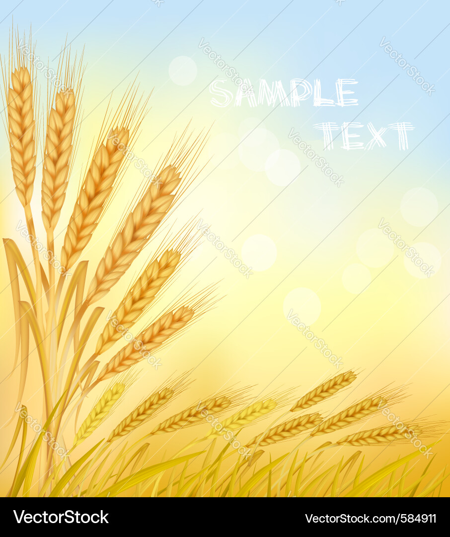 Wheat ears Royalty Free Vector Image - VectorStock