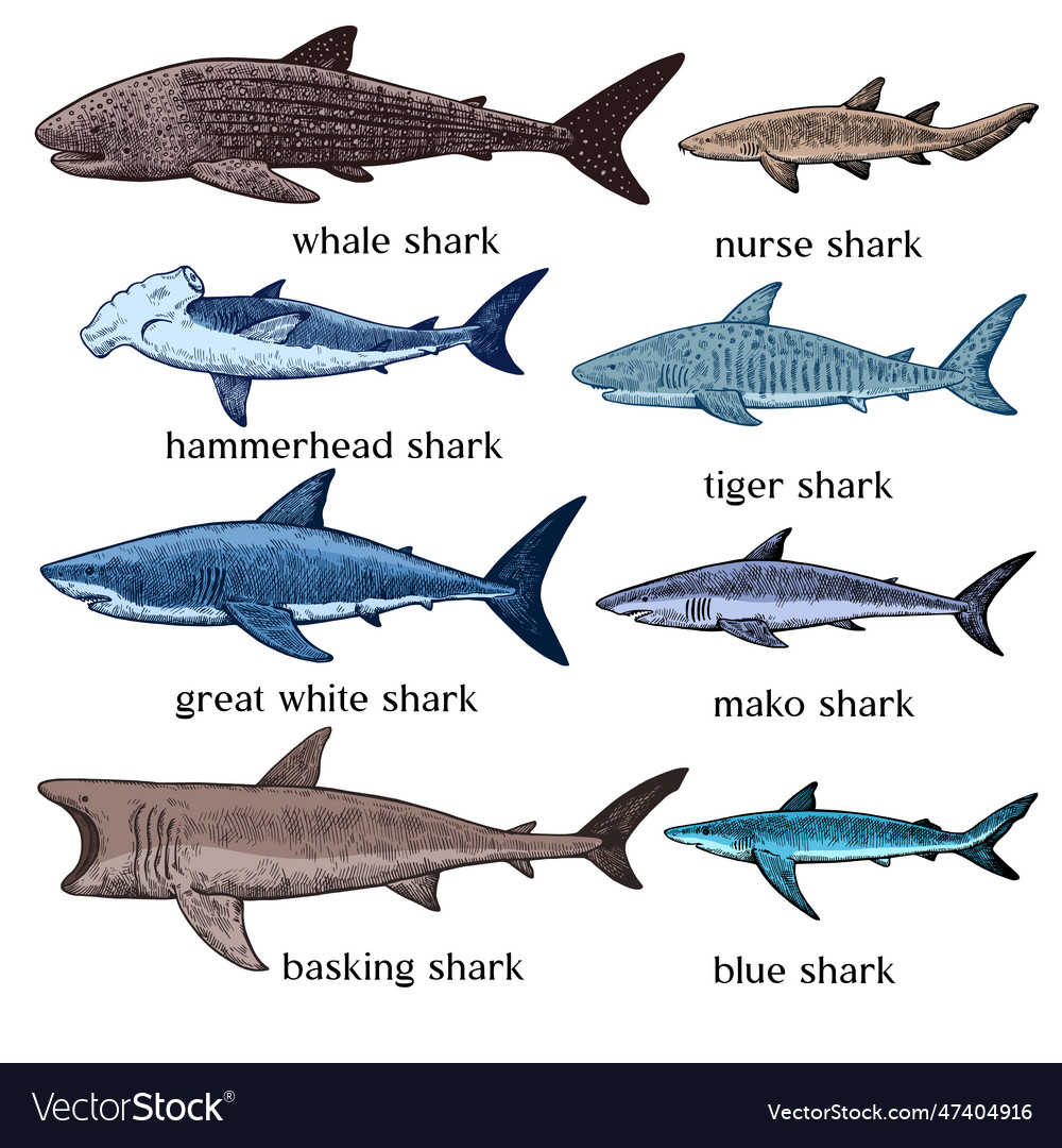 Types of sharks big set of hand drawn in retro Vector Image
