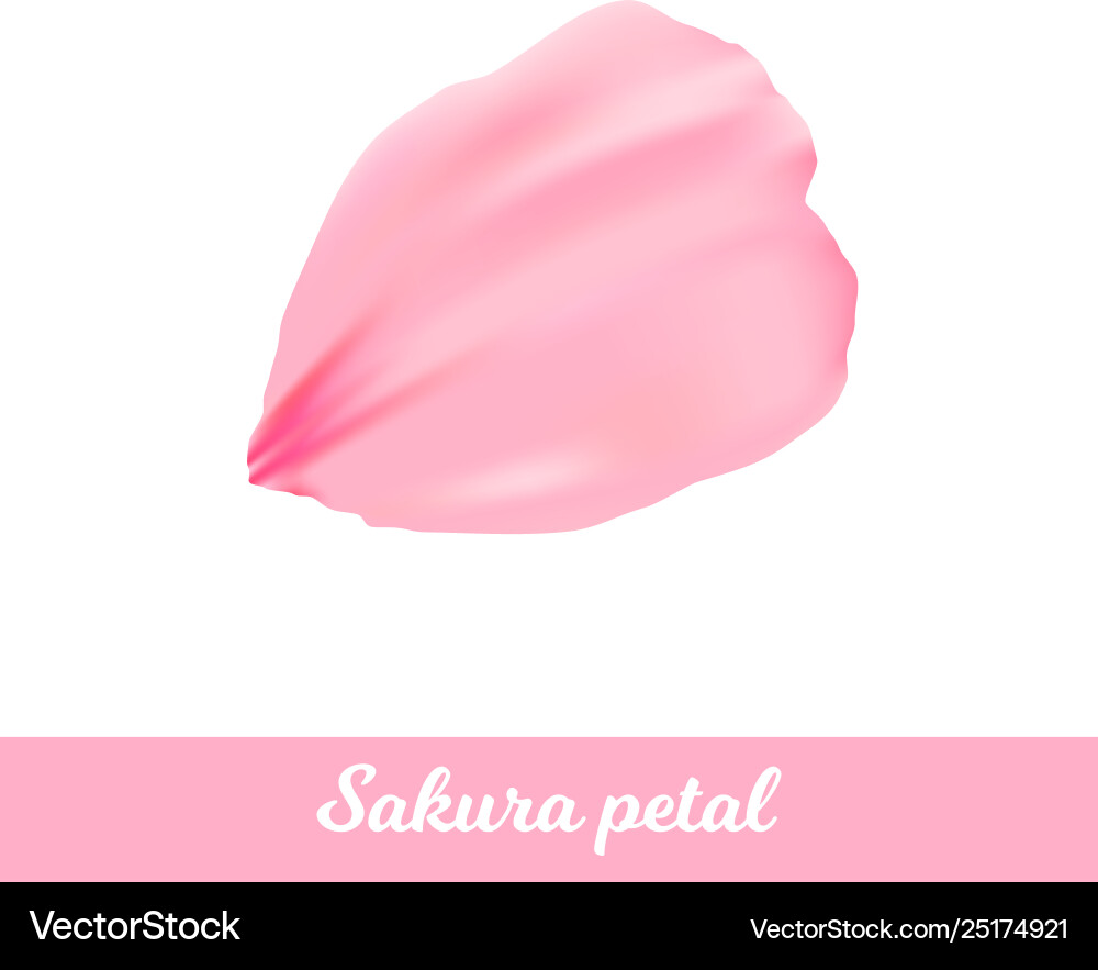 Beauty pink sakura petal Royalty Free Vector Image