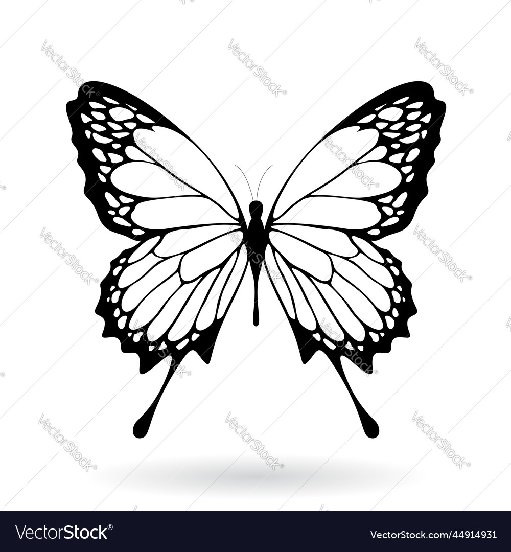 Black and white butterfly Royalty Free Vector Image