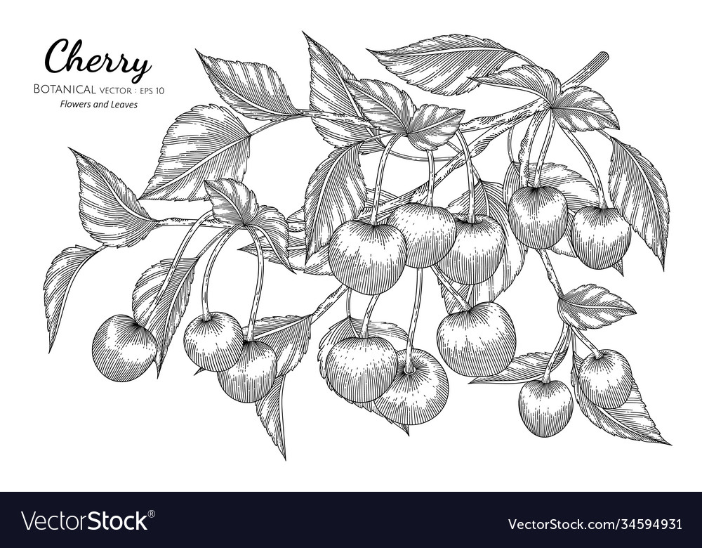 Cherry fruit hand drawn botanical with line art vector image Cherry fruit hand drawn botanical with line art