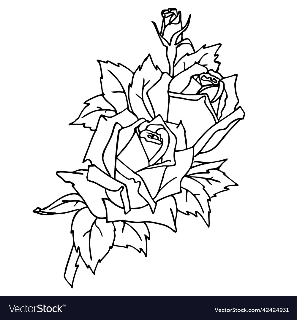 Isolated black contour drawing of a rose branch Vector Image