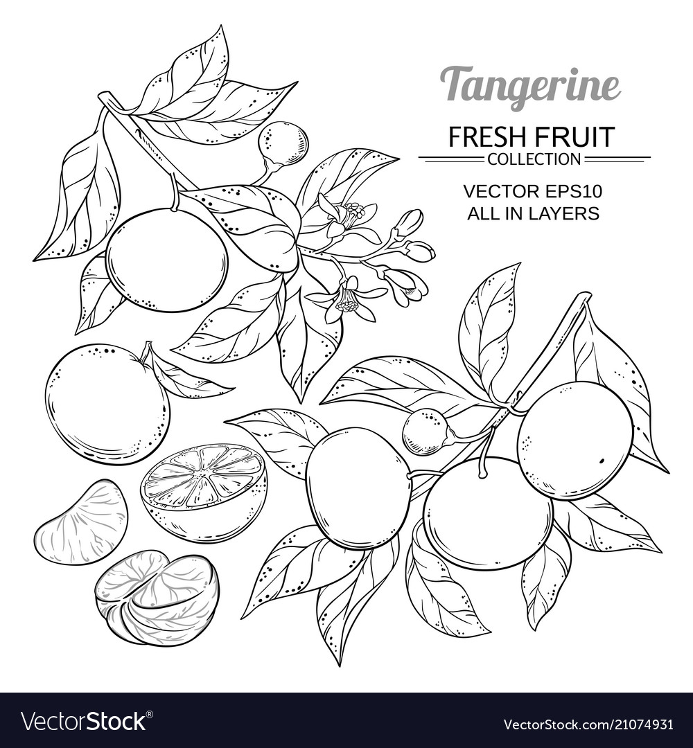 Tangerine branches Royalty Free Vector Image - VectorStock