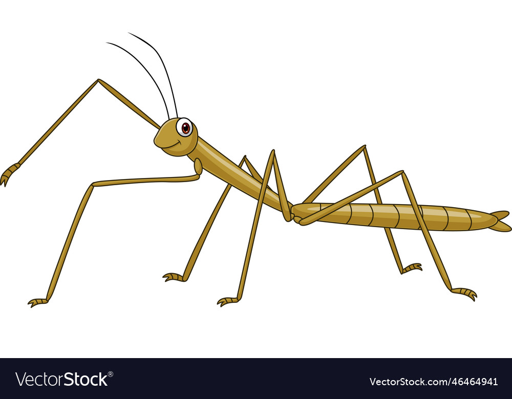 Cartoon stick insect on white background Vector Image