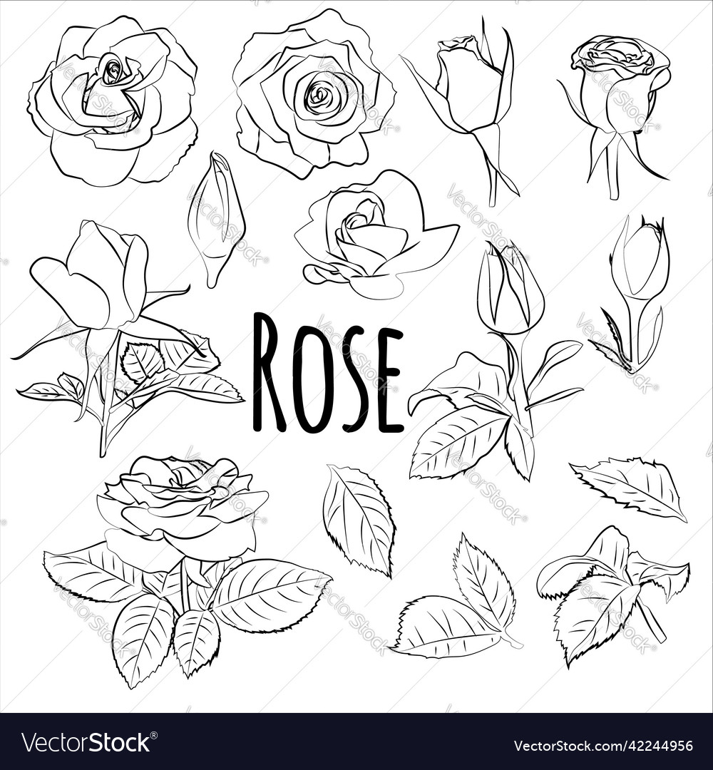 Black and white roses flowers set sketch hand Vector Image