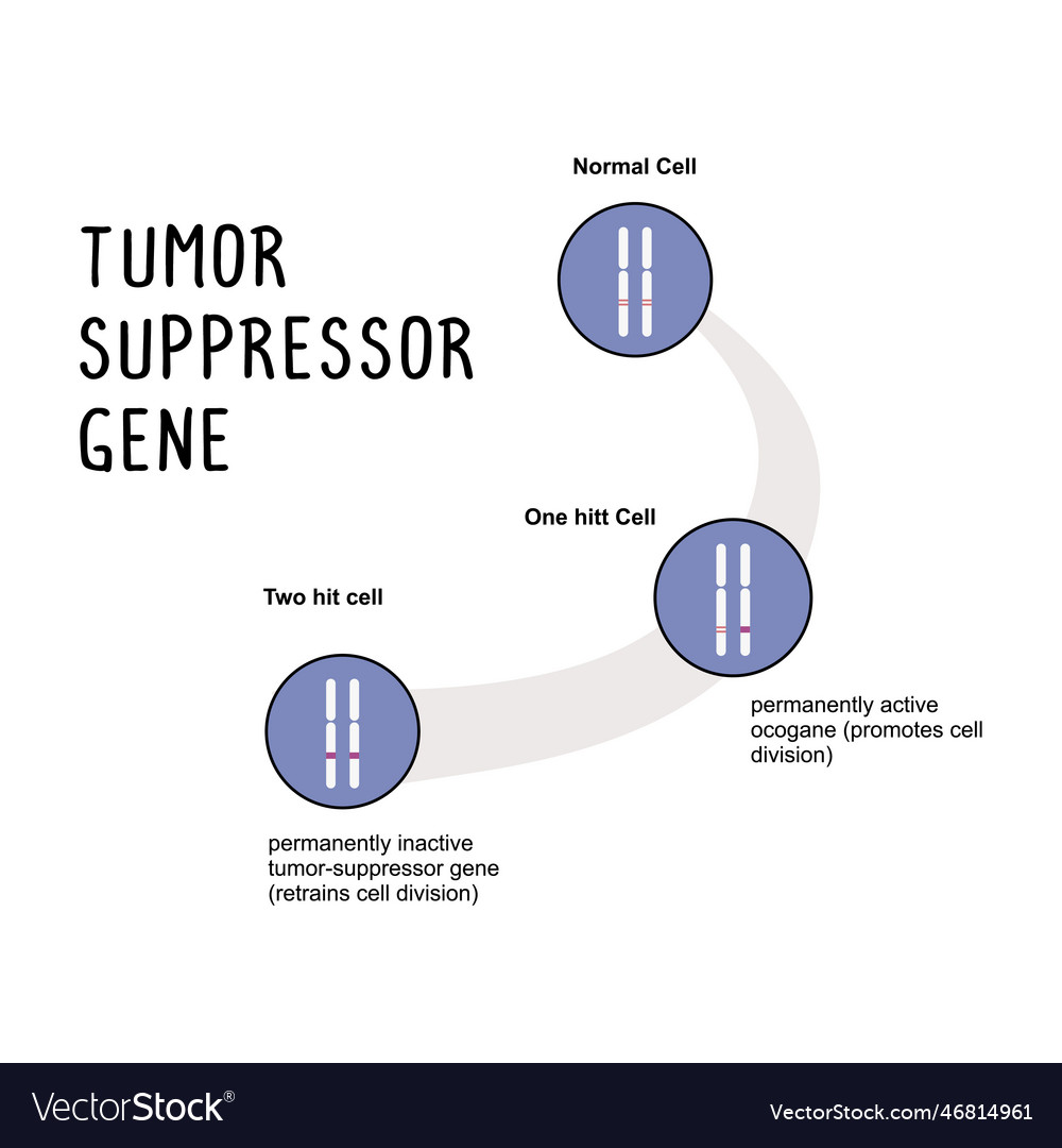 Tumor suppressor gene a that regulates cell Vector Image Biology Diagrams