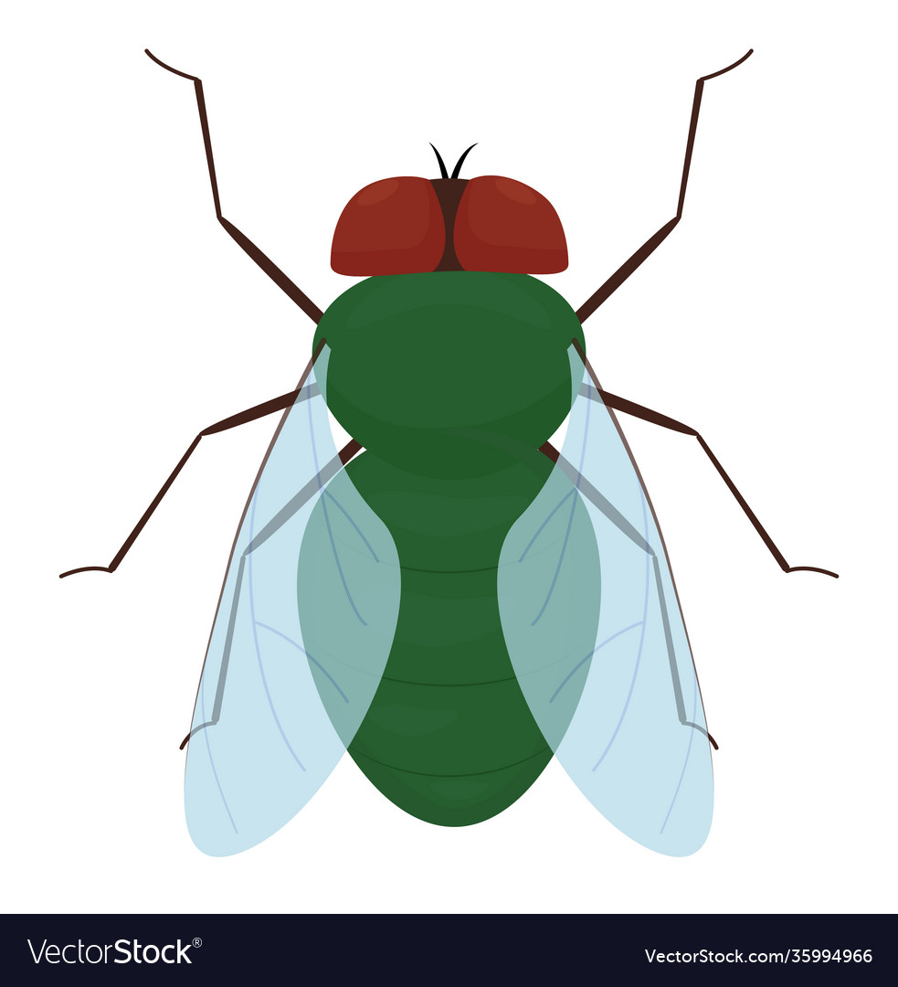 Cartoon green fly isolated on white background