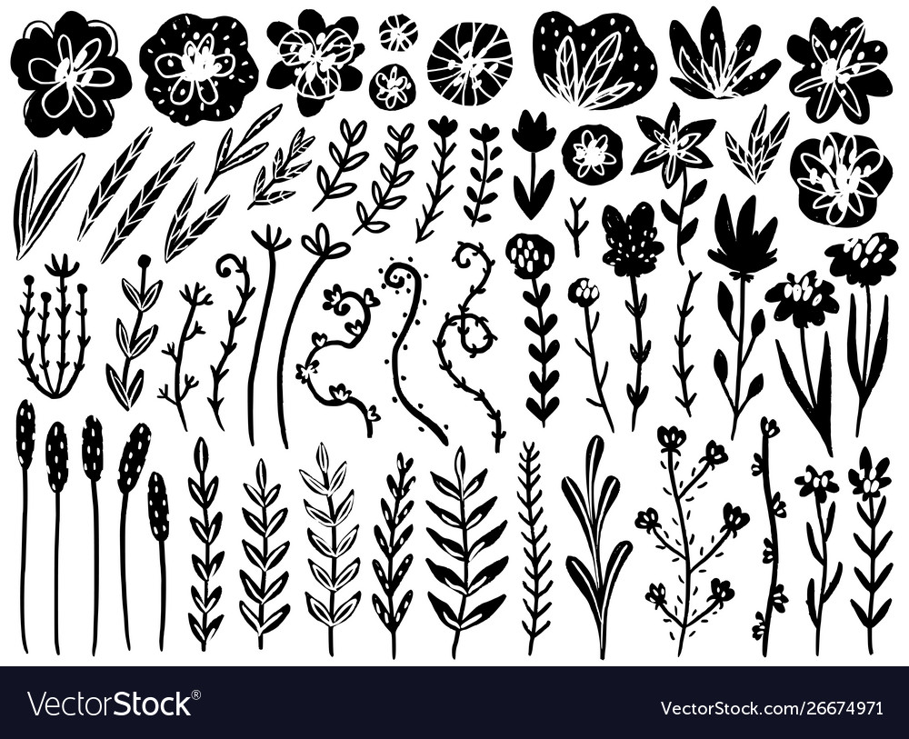 Floral collection Royalty Free Vector Image - VectorStock