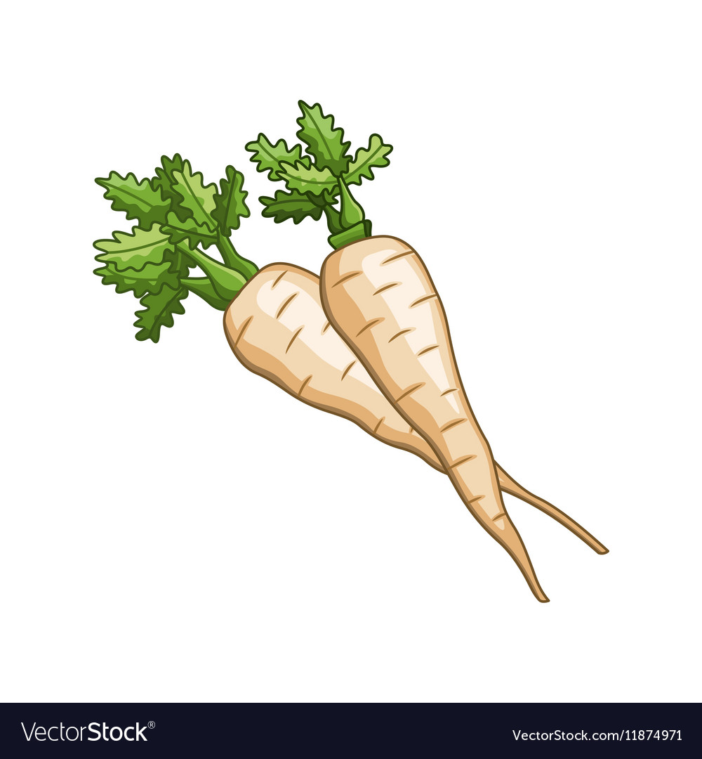 Parsnip colored botanical
