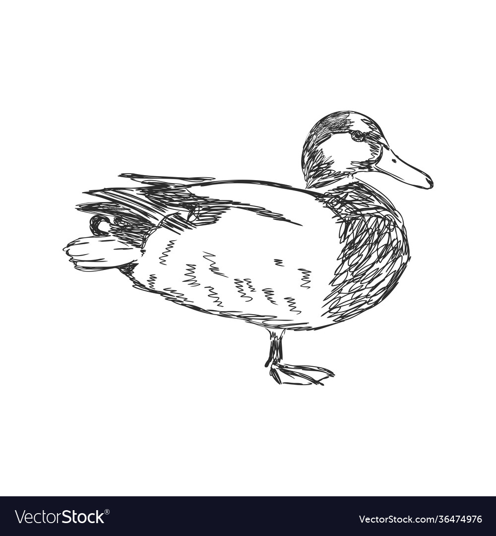 Hand drawn duck animal sketch isolated on white Vector Image