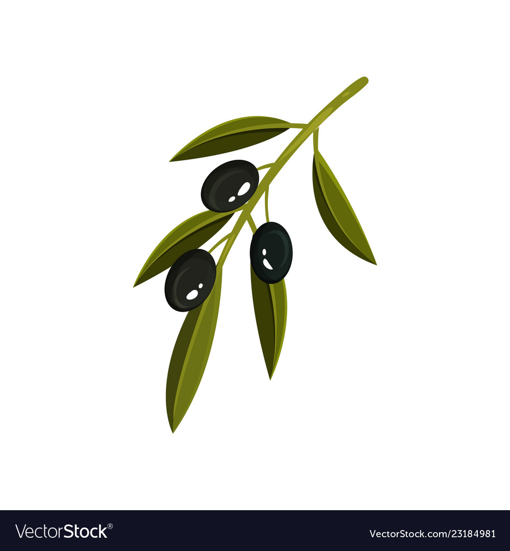 Small green sprig with three black olives Vector Image