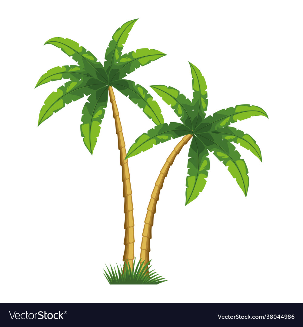 Two tropical trees palms Royalty Free Vector Image