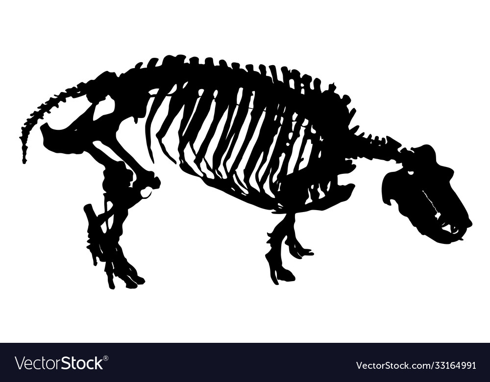 Skeleton hippopotamus