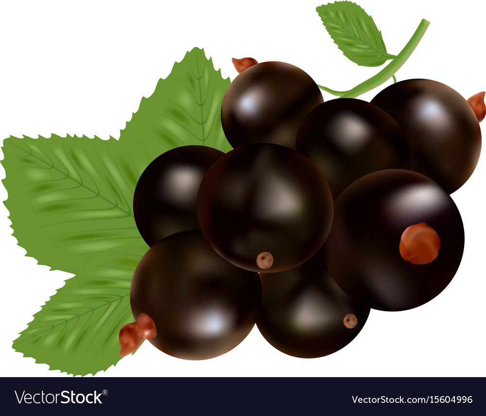 Blackcurrant ripe berries and green leaves