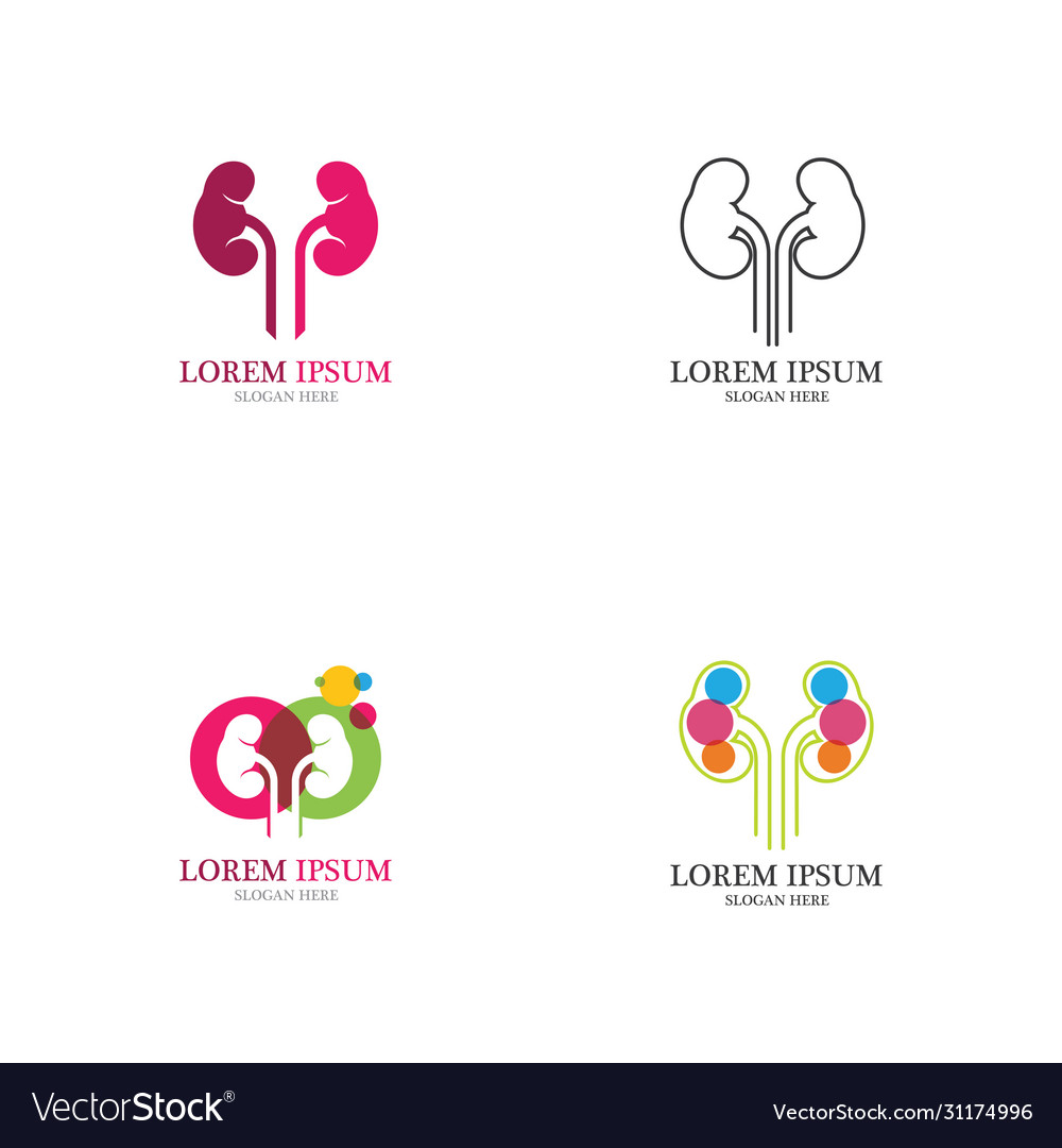 Kidney Royalty Free Vector Image - VectorStock