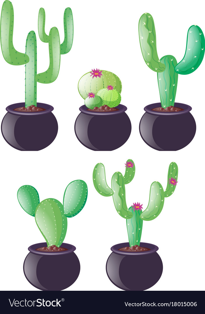 Different types of cactus in clay pots