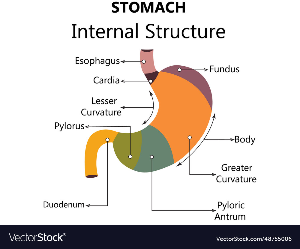 Gastroesophageal reflux disease stomach with main Vector Image