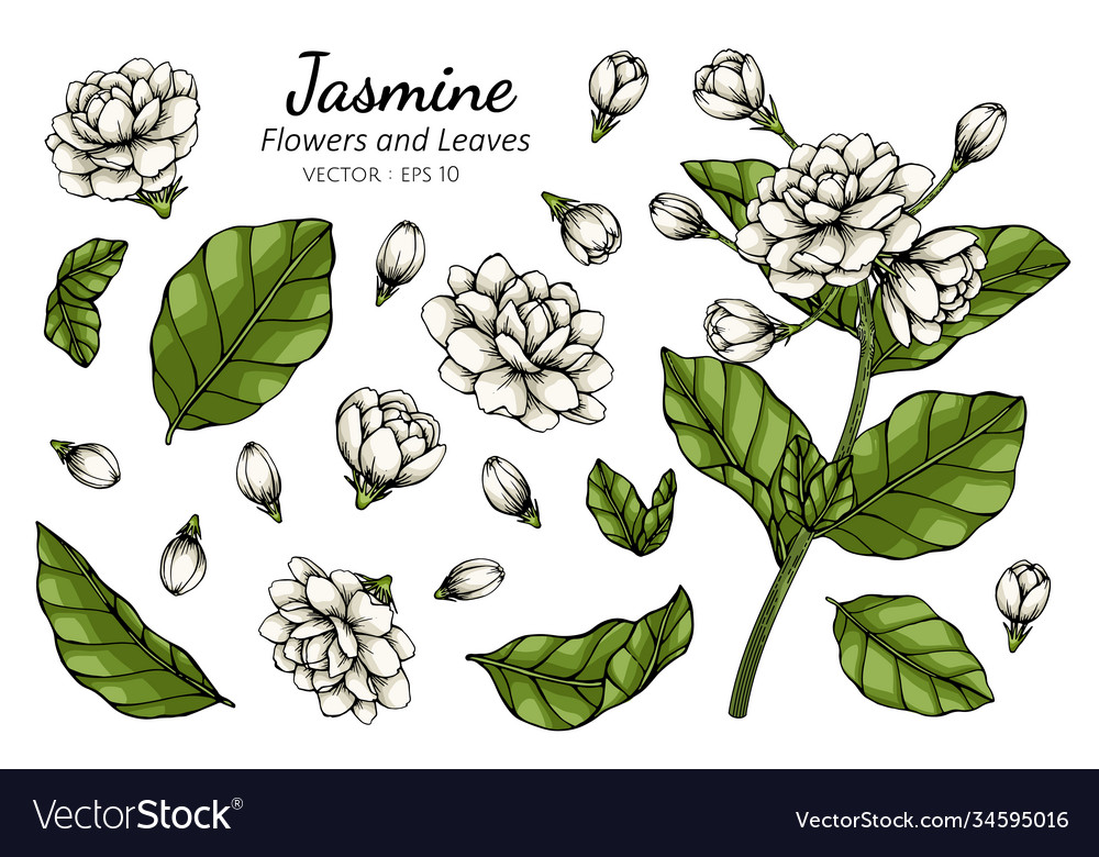 Hand drawn jasmine flower with line art Royalty Free Vector