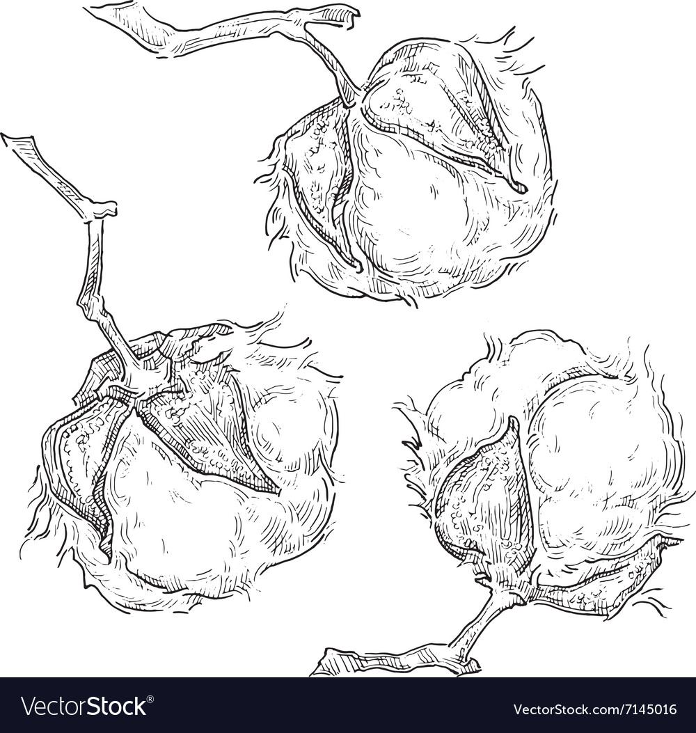 Hand made sketch of cotton plants